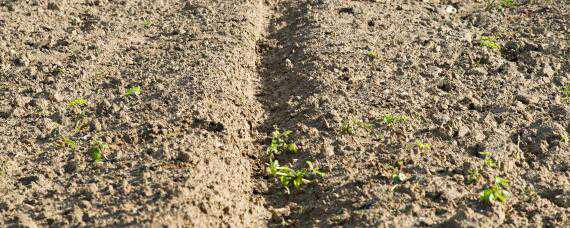 沙土地适合种什么农作物? 沙土地适合种什么农作物