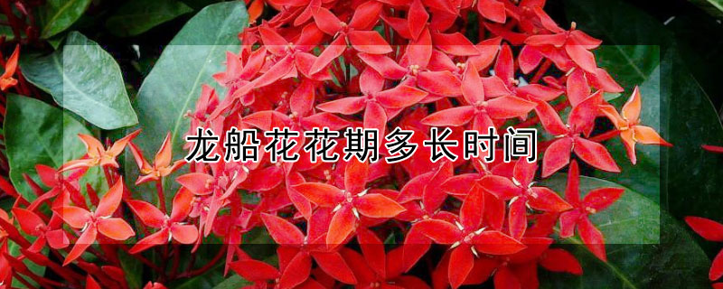 龙船花花期多长时间（龙船花开花期是几月?）