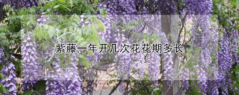 紫藤一年开几次花花期多长 紫藤一年开几次花?