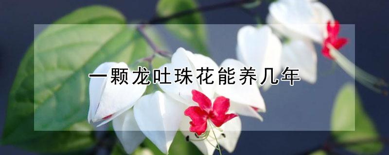 一颗龙吐珠花能养几年 龙吐珠一年开几次花