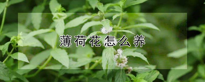 薄荷花怎么养