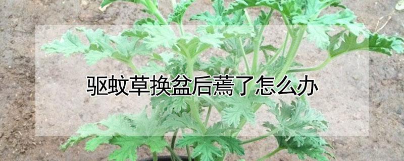 驱蚊草换盆后蔫了怎么办 驱蚊草蔫了是怎么回事