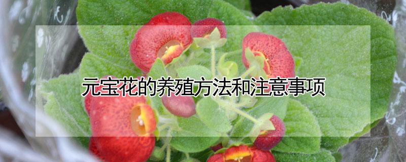 元宝花的养殖方法和注意事项