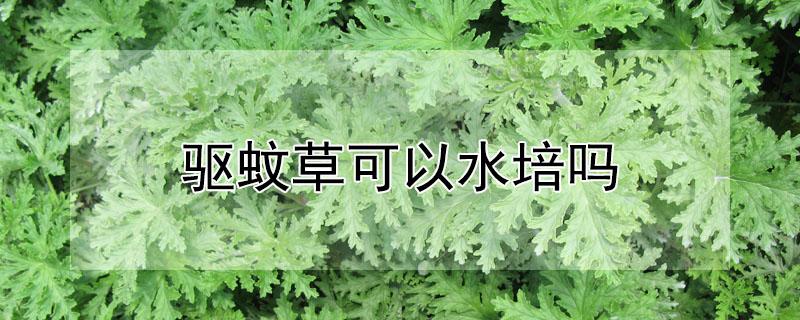 驱蚊草可以水培吗