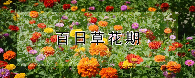 百日草花期（百日草花期长吗）