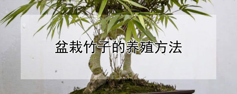 盆栽竹子的养殖方法 盆栽竹子怎么种植方法