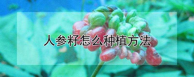 人参籽怎么种植方法