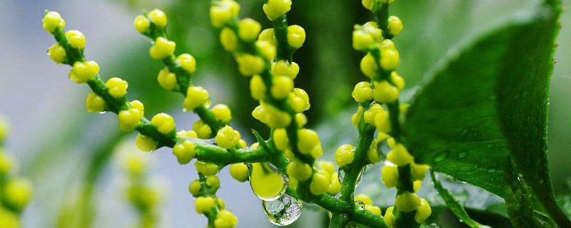 珠兰花的养殖方法 盆栽珠兰花的养殖方法