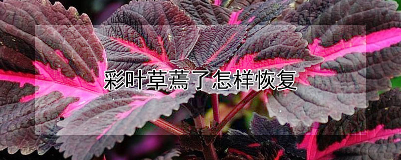 彩叶草蔫了怎样恢复 彩叶草蔫了怎么救