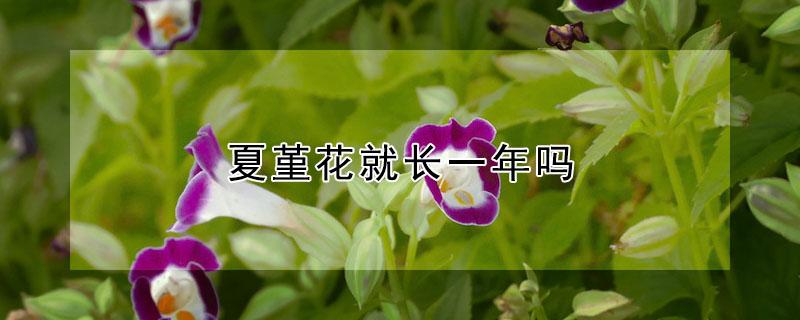 夏堇花就长一年吗 夏堇一年开几次花