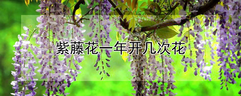 紫藤花一年开几次花 紫藤一年开几次花花期多长