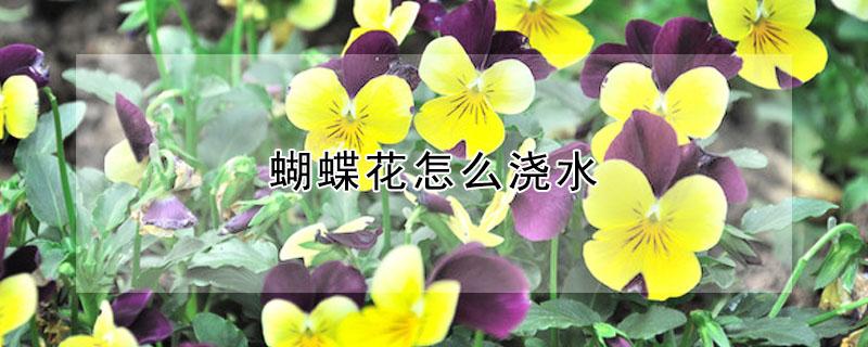 蝴蝶花怎么浇水