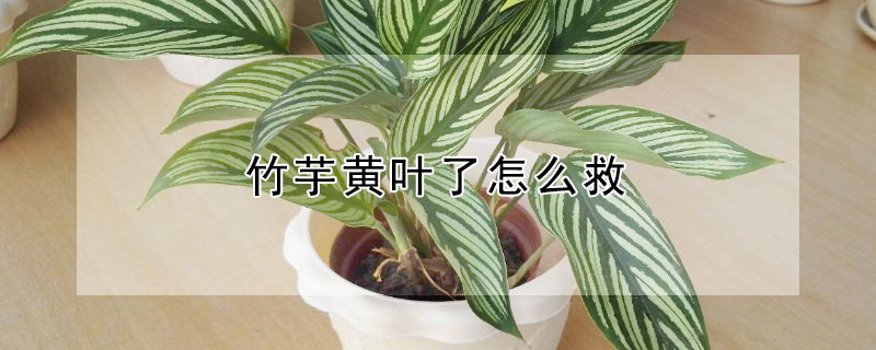 竹芋黄叶了怎么救