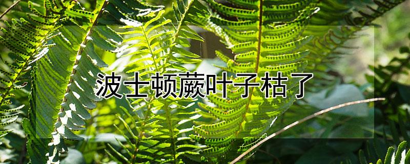 波士顿蕨叶子枯了（波斯顿蕨叶子干枯）