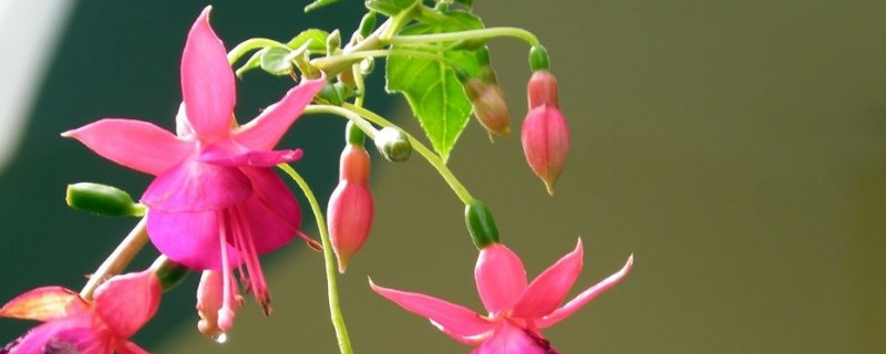 灯笼花叶子发黄怎么回事 灯笼花叶子变黄了怎么办