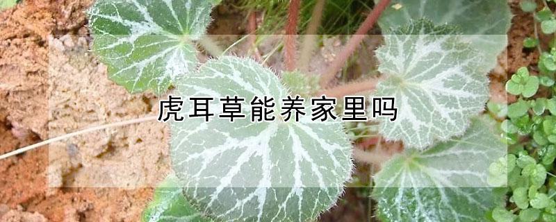 虎耳草能养家里吗