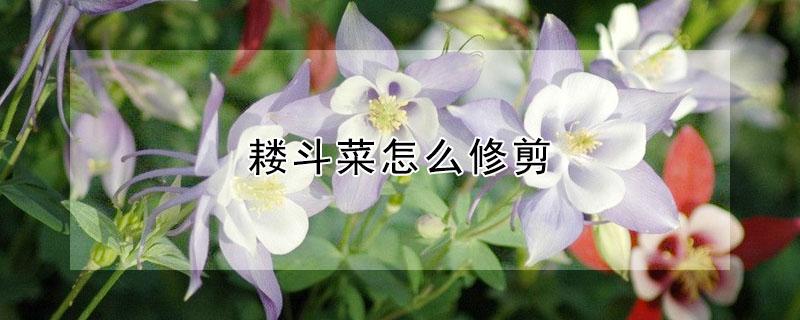 耧斗菜怎么修剪