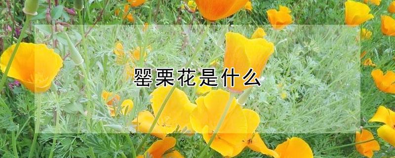 罂栗花是什么