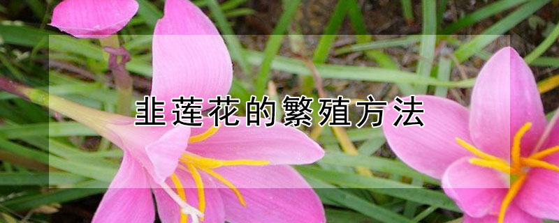 韭莲花的繁殖方法