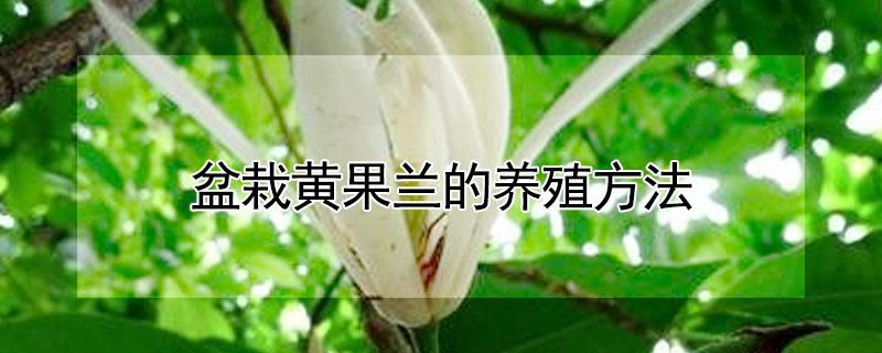 盆栽黄果兰的养殖方法