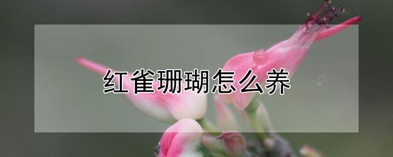 红雀珊瑚怎么养