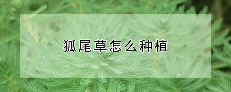 狐尾草怎么种植 狐尾草水草种植