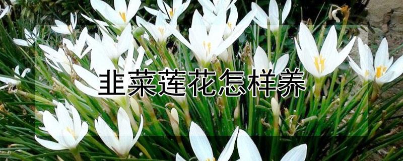 韭菜莲花怎样养