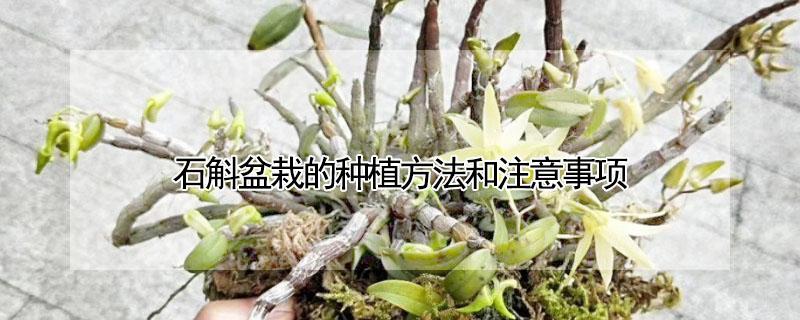 石斛盆栽的种植方法和注意事项