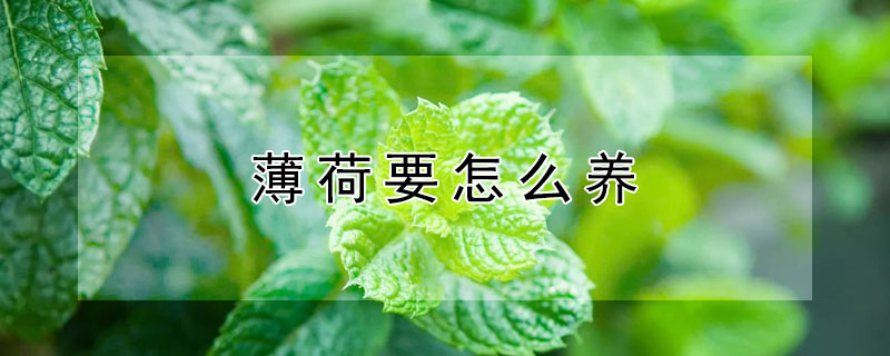 薄荷要怎么养