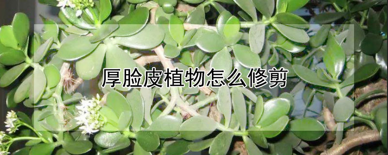 厚脸皮植物怎么修剪 植物厚脸皮怎么修枝