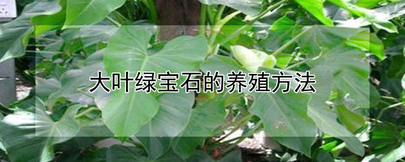 大叶绿宝石的养殖方法