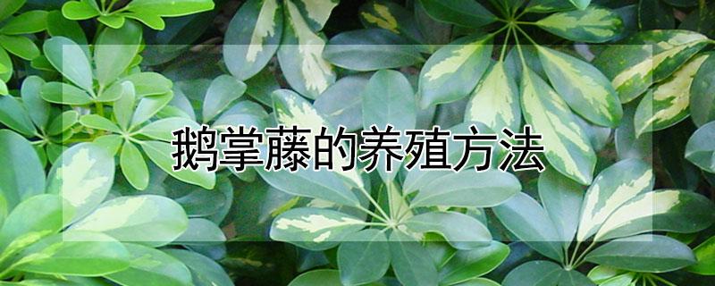 鹅掌藤的养殖方法