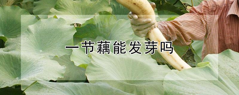 一节藕能发芽吗