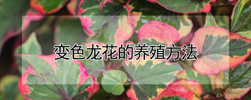 变色龙花的养殖方法