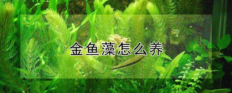 金鱼藻怎么养