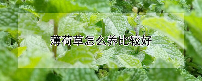 薄荷草怎么养比较好