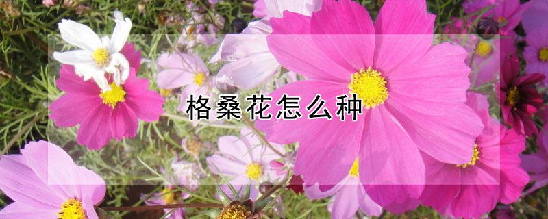 格桑花怎么种（七彩格桑花怎么种）