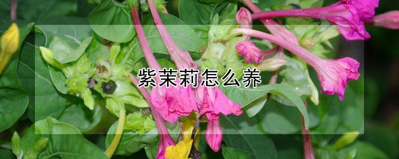 紫茉莉怎么养