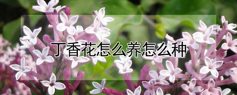 丁香花怎么养怎么种