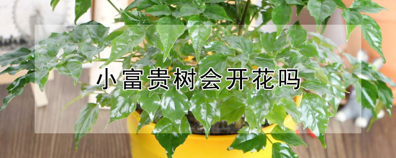 小富贵树会开花吗