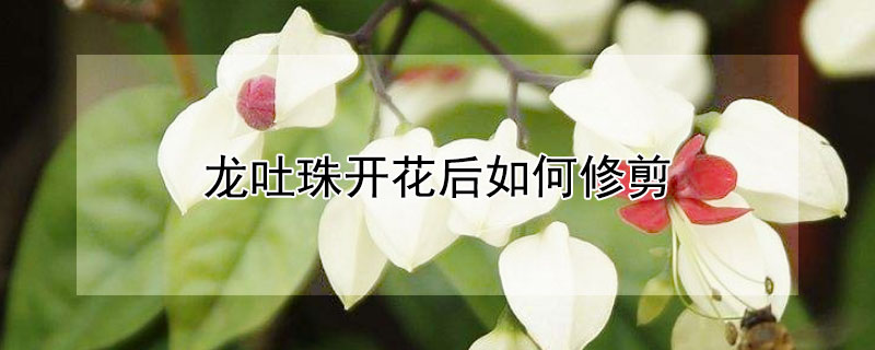 龙吐珠开花后如何修剪