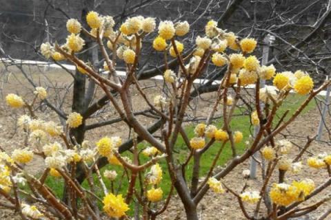 结香花怎么分株