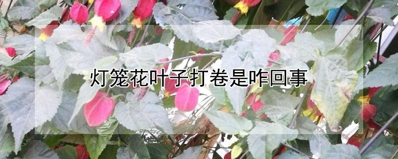 灯笼花叶子打卷是咋回事 灯笼花花叶卷敲怎么办