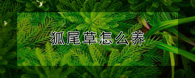 狐尾草怎么养 狐尾草水草好养吗