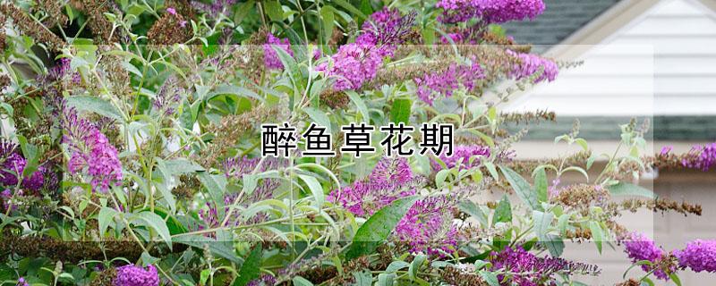 醉鱼草花期 醉鱼草开花时间