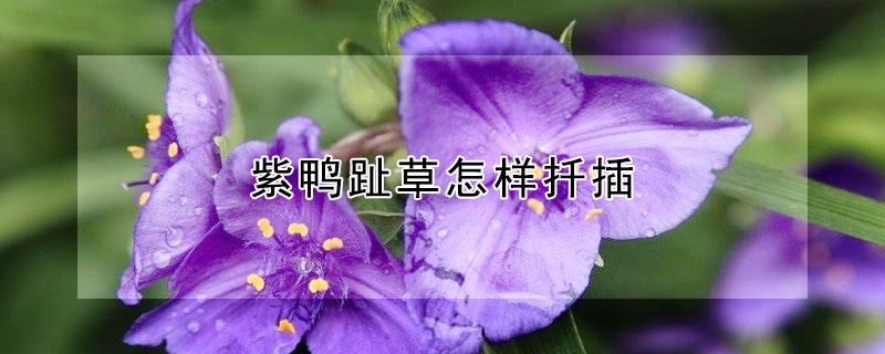 紫鸭趾草怎样扦插