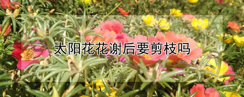 太阳花花谢后要剪枝吗