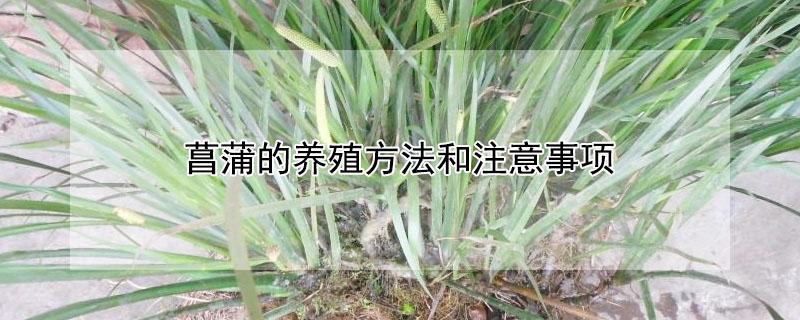 菖蒲的养殖方法和注意事项 菖蒲花的养殖方法及注意事项