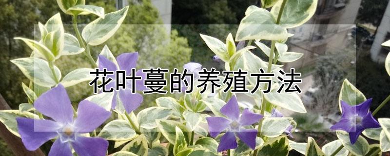 花叶蔓的养殖方法（花叶蔓好养吗）