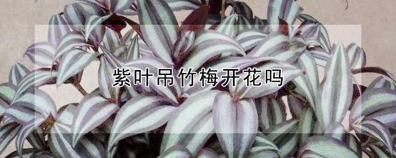 紫叶吊竹梅开花吗（吊竹梅开花吗?）